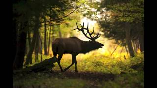 A look at Pennsylvanias elk herds [upl. by Akcirahs]