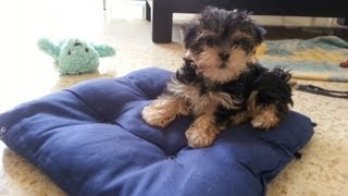 2 month old Morkie puppies playing [upl. by Oiciruam]