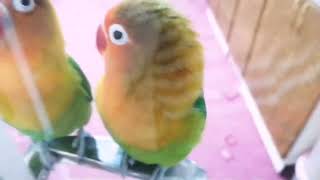 Smart talking parrot fischer lovebirds [upl. by Roseline]