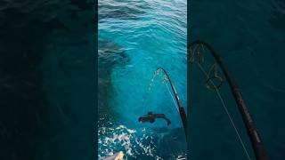 Giant Coral trout on the Great Barrier Reef fishing coraltrout catchnrelease [upl. by Tap]