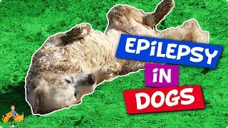 Epilepsy In Dogs 9 facts you NEED to know [upl. by Sonia]