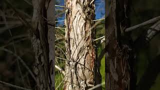 Melaleuca alternifolia tea tree medicinal garden nature [upl. by Odlaner105]