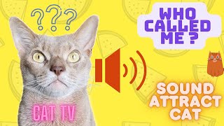 Sounds that attract cats Your CAT will immediately come running to you WHISTLE CAT CALL [upl. by Eerej462]