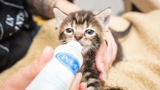 Saving Kittens in North Carolina [upl. by Vanessa]