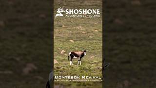 Bontebok Revival  A South African Tale of Hunting amp Conservation [upl. by Ennovyahs447]