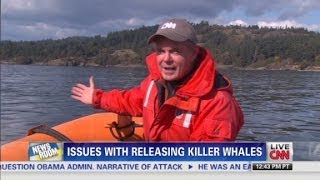 What happens to killer whales if set free [upl. by Malinda]