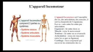 Anatomie et physiologie de l appareil locomoteur [upl. by Jaquith]