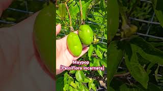 Maypop flower prettiest and unique flower maypop passionfruit tropical fruit winterhardy [upl. by Hselin]