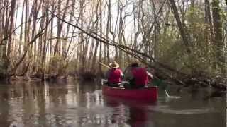 Canoe the Edisto River at Aiken State Park [upl. by Edison]