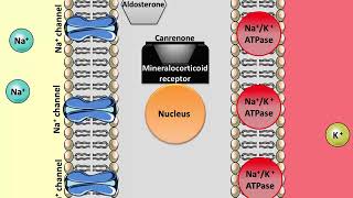 Spironolactone  Mechanism of action [upl. by Tor146]