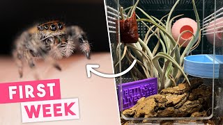 First Week Owning A Jumping Spider  What To Expect [upl. by Winston]