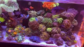 Euphyllia Garden Reef Tank [upl. by Yvor]