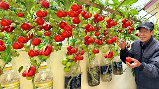 The best ways to grow tomatoes for you easily with high yields and without a garden [upl. by Aniehs249]