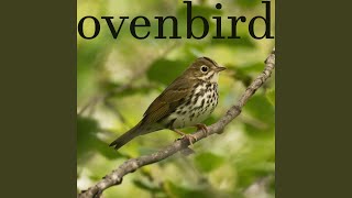 Ovenbird [upl. by Tallu]