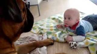 Bullmastiff playing with babys toy [upl. by Korney]