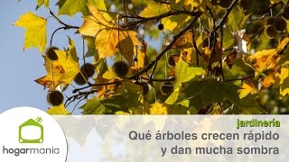 ¿Qué árboles crecen rápido y dan mucha sombra  Briconsulta  Jardinatis [upl. by Merdith930]