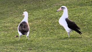 Laysan Albatross courtship in Princeville Kauai Hawaii [upl. by Musser]