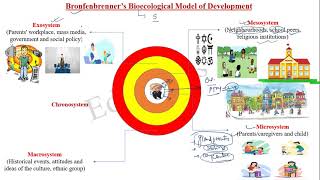 Bronfenbrenner’s Bioecological Model of Development [upl. by Hijoung]