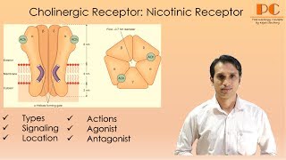 Cholinergic Receptor Pharmacology Part 2  Nicotinic Acetylcholine Receptor I Nicotinic Action [upl. by Westerfield]