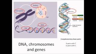 DNA chromosomes and genes [upl. by Balliol719]