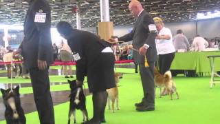 WORLD DOG SHOW 2011 SHIBA INU Part 2 [upl. by Harve]