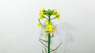 エリシマム カナリアの開花（花の開花756）Flowering Erysimum Timelapse [upl. by Ferrell]