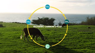 Cattle and the Biogenic Carbon Cycle [upl. by Carberry308]