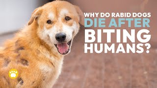 RABIES in DOGS and What You Need to KNOW🐶👇 [upl. by Llenna]