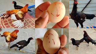 Hen starting first egg process  first egg to broody hen complete video [upl. by Norab13]