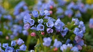 Pulmonaria Production Tips  Walters Gardens [upl. by Yborian]