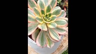 Aeonium Sunburst 😊 [upl. by Camilo53]