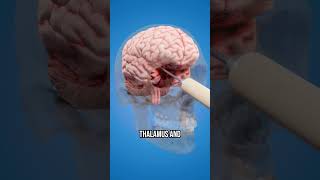 How a Lobotomy Works shorts facts funfacts science secret animation fyp viral education [upl. by Aleafar]