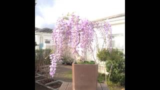 Bonsai Wisteria Flowering  time lapse [upl. by Casia]