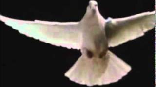 Tijuana Cartel  White Dove You Tube Version [upl. by Secilu325]