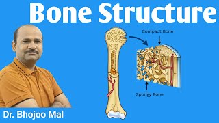 Bone  Structure of Bone  Bone Structure  class 12 biology  by Dr Bhojoo Mal [upl. by Myrilla734]