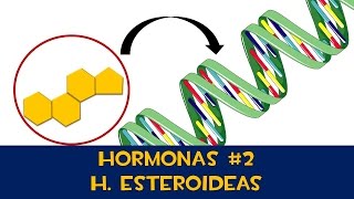 Hormonas 2 📨 H Esteroideas [upl. by Brentt]