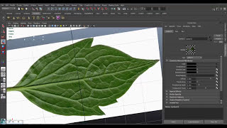 How to Use ALPHA MAP In MAYA  Maya Alpha Map  Maya Transparency Map  Alpha Map [upl. by Mackenzie]