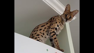 Can a Serval cat live in an apartment [upl. by Nnahtebazile418]