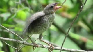 Cowbird Chick Fed by BlueGray Gnatcatcher [upl. by Hotchkiss]