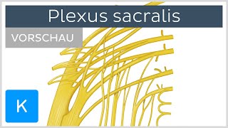 Plexus sacralis Aufbau und Funktion Vorschau  Kenhub [upl. by Anikram350]