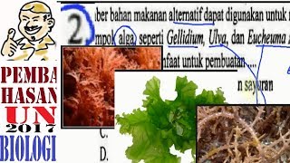 UN SMA 2017 BIOLOGI pembahasan no 02  maanfaat alga [upl. by Aiekram]