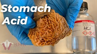 Experimenting With Stomach Acid  How strong Is It [upl. by Matthaus]