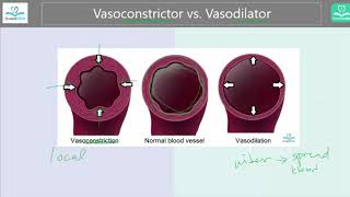 Vasoconstrictor vs Vasodilator Whats the difference [upl. by Einehpets473]