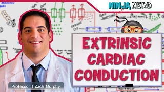 Cardiovascular  Electrophysiology  Extrinsic Cardiac Conduction System [upl. by Pickard4]