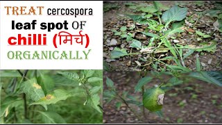 Treat cercospora leaf spot of chilli मिर्च organically [upl. by Aneahs694]