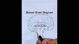 Human brain diagram Drawing howtodraw art viral youtubeshorts [upl. by Ennaeiluj]