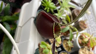 Nepenthes ampullaria black miracle ネペンテスアンプラリア [upl. by Assirrak]