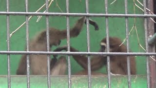 Cute whitehanded gibbon cub and family シロテテナガザルの寝技テクニック 185【Cute animal videos】【羽村市動物園】 [upl. by Emmet]