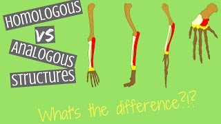 Homologous Structures vs Analogous Structures  Key Differences [upl. by Marcelline65]