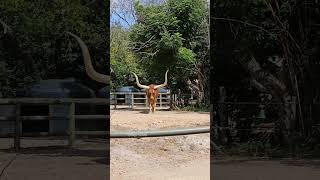 Ankole Cattle [upl. by Alinoel839]